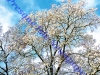 0917-snowy-trees