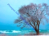 blue-ice-tree