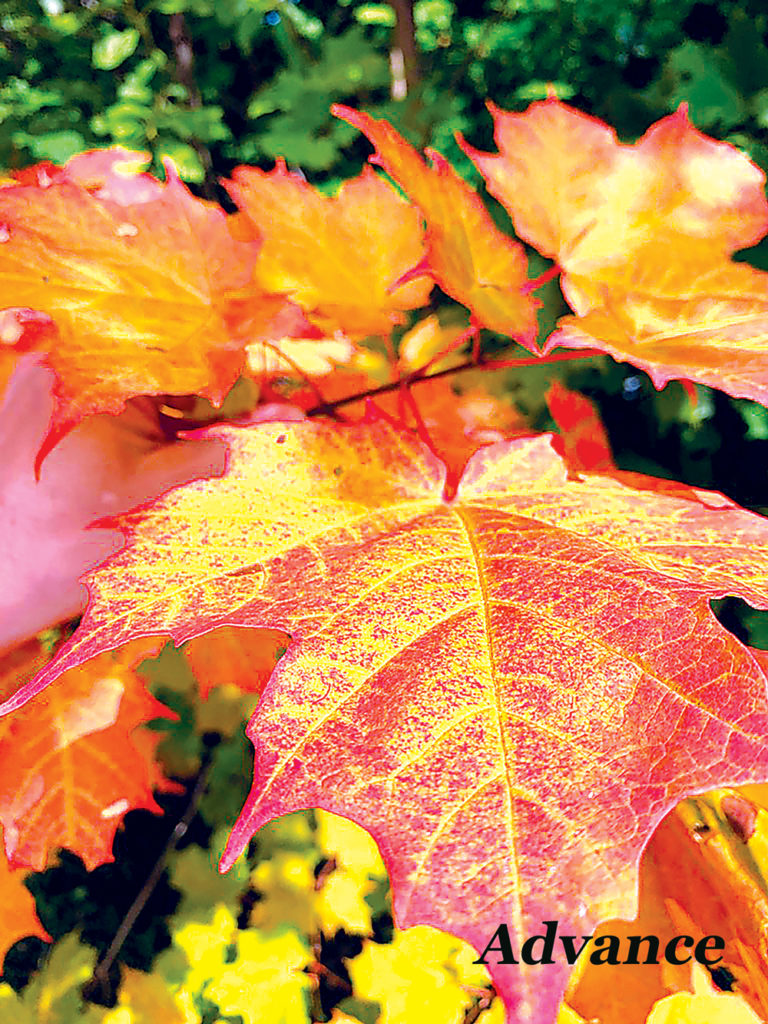 3820-fall-leaves